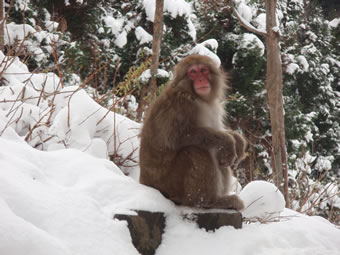 Monkey in Snow