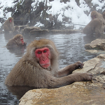 Wild Snow Monkey Park