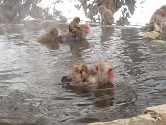 Bathing Monkeys